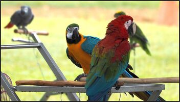 Parrots sunbathing - image gratuit #486507 