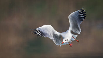 A Brown Headed Gull after a failed catch - image gratuit #486627 