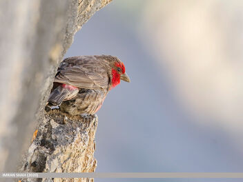 Red-fronted Rosefinch (Carpodacus puniceus) - image #486727 gratis