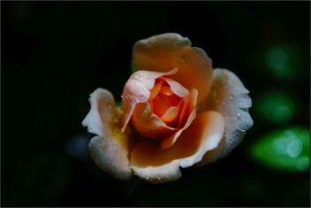 Orange rose - image gratuit #486747 