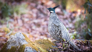 A Koklass Pheasant early in the morning - image #486857 gratis