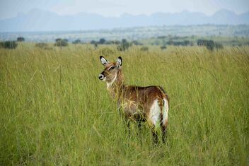 Waterbuck, Uganda - Free image #486877