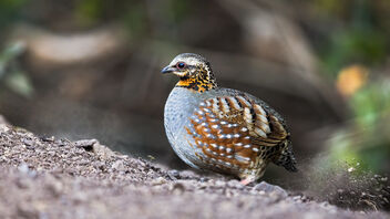 A Rufous Throated Partridge foraging in the wild - бесплатный image #486907