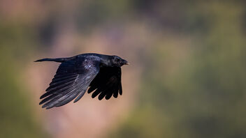 A Jungle Crow in Flight - image gratuit #486917 
