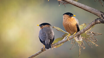 A pair of Brahminy Starlings keeping an eye on their flock - бесплатный image #487107