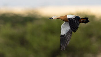 A Ruddy Shelduck in flight over a lake - бесплатный image #487187