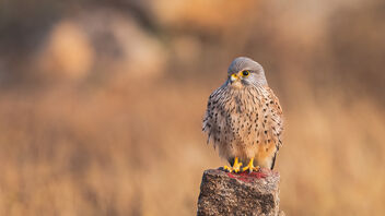 A Common Kestrel relaxing in the morning sun - image gratuit #487247 