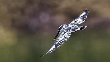 A Pied Kingfisher in action over a fisheries lake - бесплатный image #487417