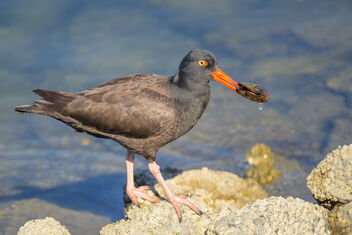Black Oystercatcher with mussel - image gratuit #487597 