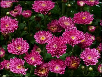 Chrysanthemum - Free image #487687