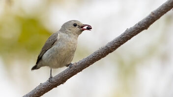 A Pale Billed Flowerpecker with a wild berry - Kostenloses image #487717