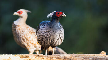 A Khalij Pheasant Couple foraging in the open - image #487737 gratis