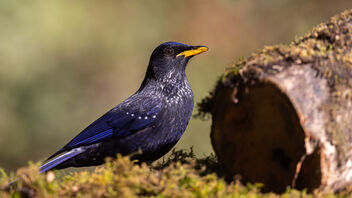 A Blue Whistling Thrush foraging - Free image #487757