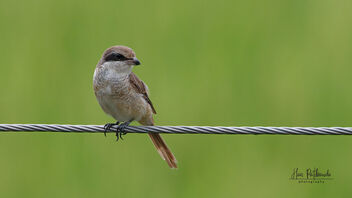 A Brown Shrike surveying the area from height - image #487877 gratis