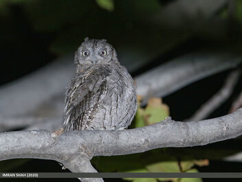 Eurasian Scops-owl (Otus scops) - image gratuit #487887 