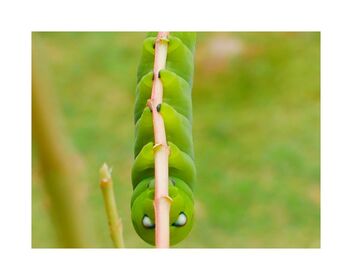 Caterpillar - Kostenloses image #487917