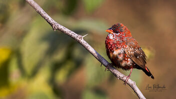 A Red Avadavat keeping an eye on his kids - Kostenloses image #487927