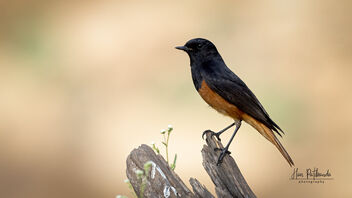 A Black Redstart in action on the banks of a pond - image gratuit #488017 