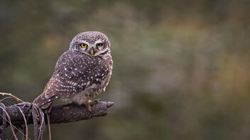 A Spotted Owlet ready for action late evening - бесплатный image #488107
