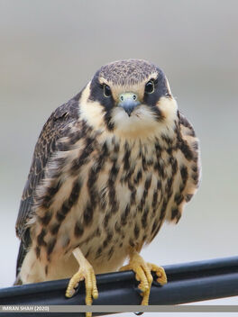 Eurasian Hobby (Falco subbuteo) - бесплатный image #488187