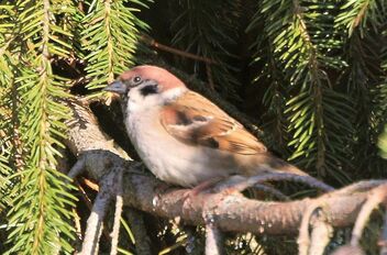 Sparrow - Kostenloses image #488247
