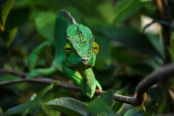 Chameleon, Madagascar - Free image #488517