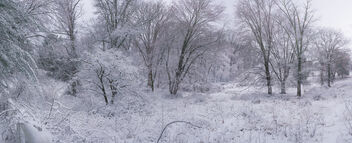 Snowy Trees - Kostenloses image #488617