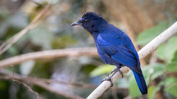 A Malabar Whistling Thrush Foraging in the bush - image gratuit #488637 