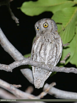 Eurasian Scops-owl (Otus scops) - бесплатный image #488657