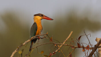 A Stork Billed Kingfisher early in the morning - Kostenloses image #488717