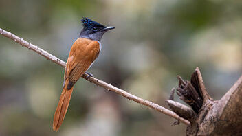 An Indian Paradise Flycatcher hunting above a dirty stream - бесплатный image #488887