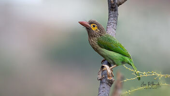 A Brown Headed Barbet checking out the competition - бесплатный image #489057