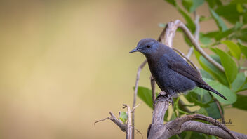 A Blue Capped Rock Thrush ready for action! - бесплатный image #489157