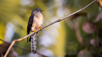 A Common Hawk Cuckoo singing in the morning - image gratuit #489337 