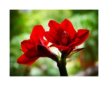 Red Wax Amaryllis Bulb - image gratuit #489417 