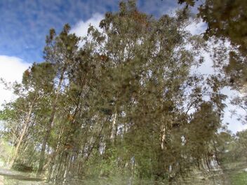 Pinecaliptus Bunch - Free image #489537
