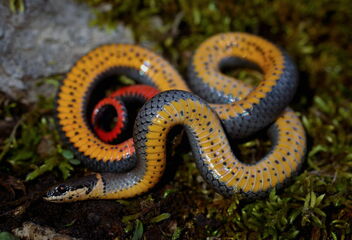 Prairie Ringneck Snake (Diadophis punctatus arnyi) - image gratuit #489547 
