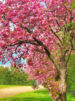 Cherry blossom - Free image #489657