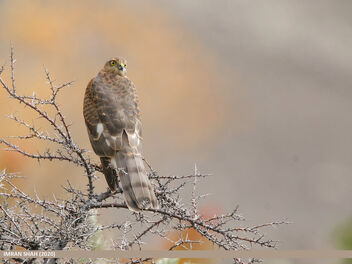 Eurasian Sparrowhawk (Accipiter nisus) - image #490277 gratis