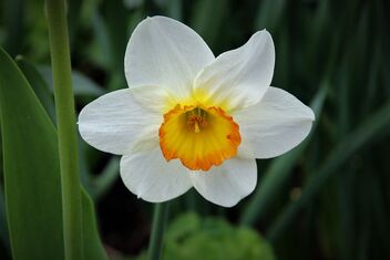 Narcissus - image #490647 gratis