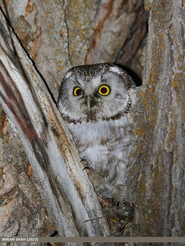 Boreal Owl (Aegolius funereus) - бесплатный image #490797