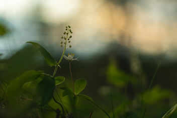 [Maianthemum bifolium 2 | Lysimachia europaea 14] - Free image #490907