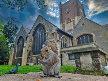 The cheeky squirrel showing off his nuts and the photobombing pigeon - image gratuit #491107 
