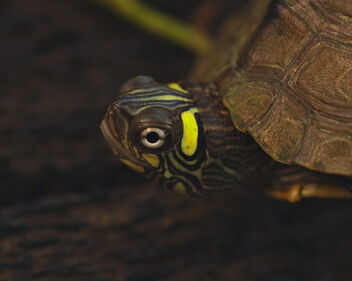 Ouachita Map Turtle (Graptemys ouachitensis) - image gratuit #491547 