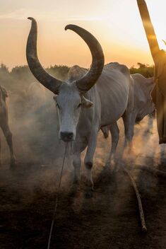 Cattle Camp, Sth Sudan - Kostenloses image #491577