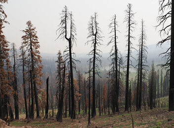 Lassen National Park after the Dixie fire of last year - image gratuit #492057 