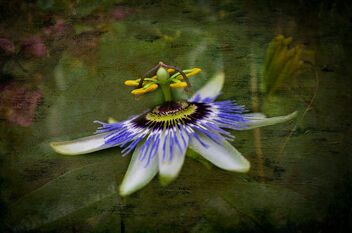 Passion flower - Free image #492127