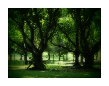 Trees in the park - Free image #492397