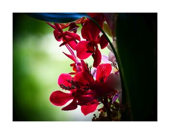 Red orchid - image #492447 gratis
