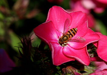 Flower Fly - Kostenloses image #492677
